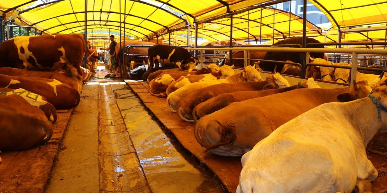 İstanbul'a kurbanlık getiren besiciler satışlardan memnun