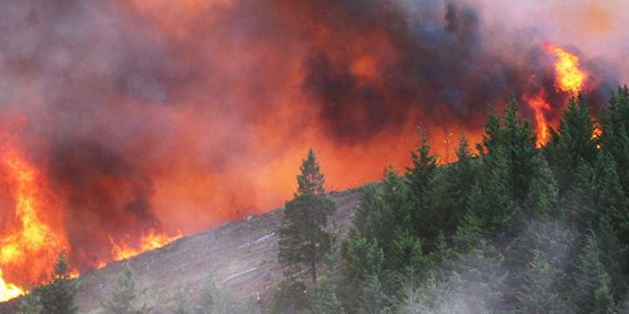 ABD'de aşırı sıcaklar orman yangınlarına yol açıyor