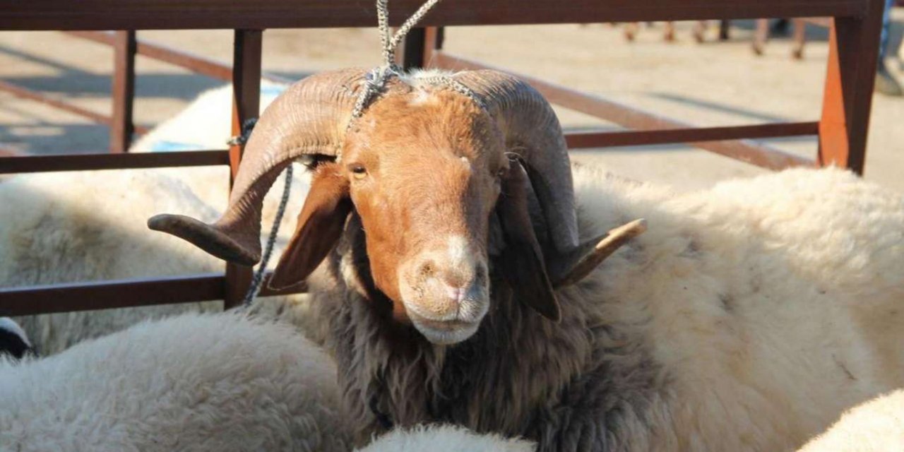 Kurban satış ve kesim yerlerinde alınacak tedbirler açıklandı