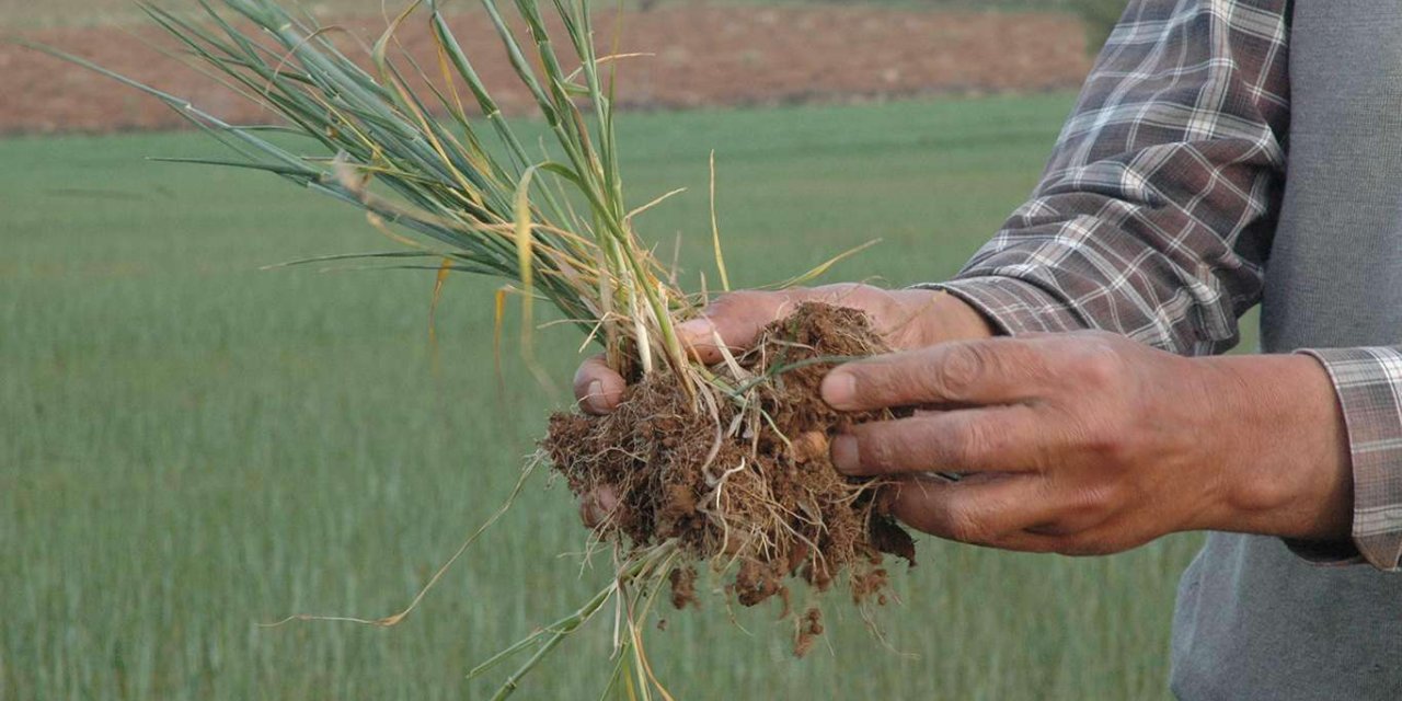 TARSİM Diyarbakır'da 25,2 milyon lira kuraklık hasar ödemesi yapacak