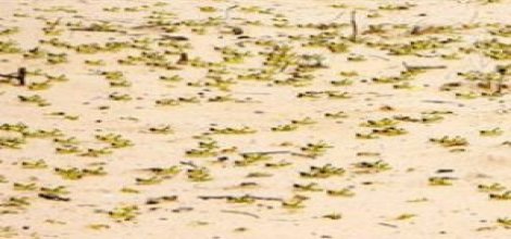 Mısır'da çekirgeler geri döndü