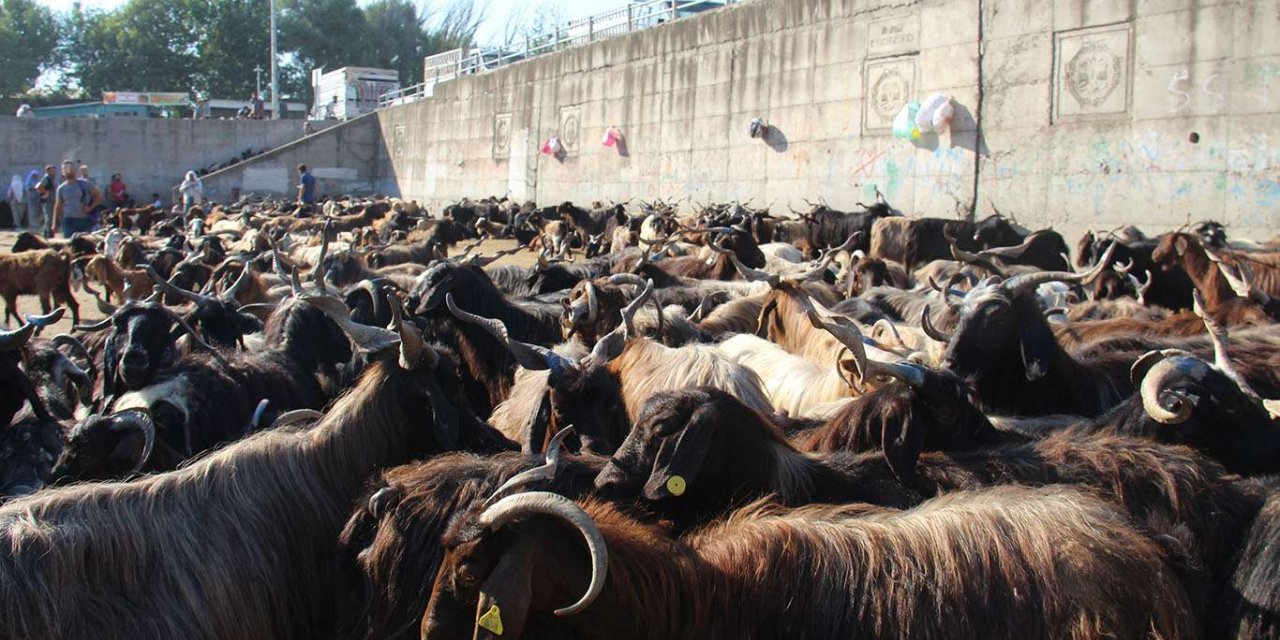 Diyarbakır'da kurban satış ve kesim yerleri belli oldu