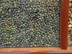 Siirt'te Menengiç Kahvesi üretildi