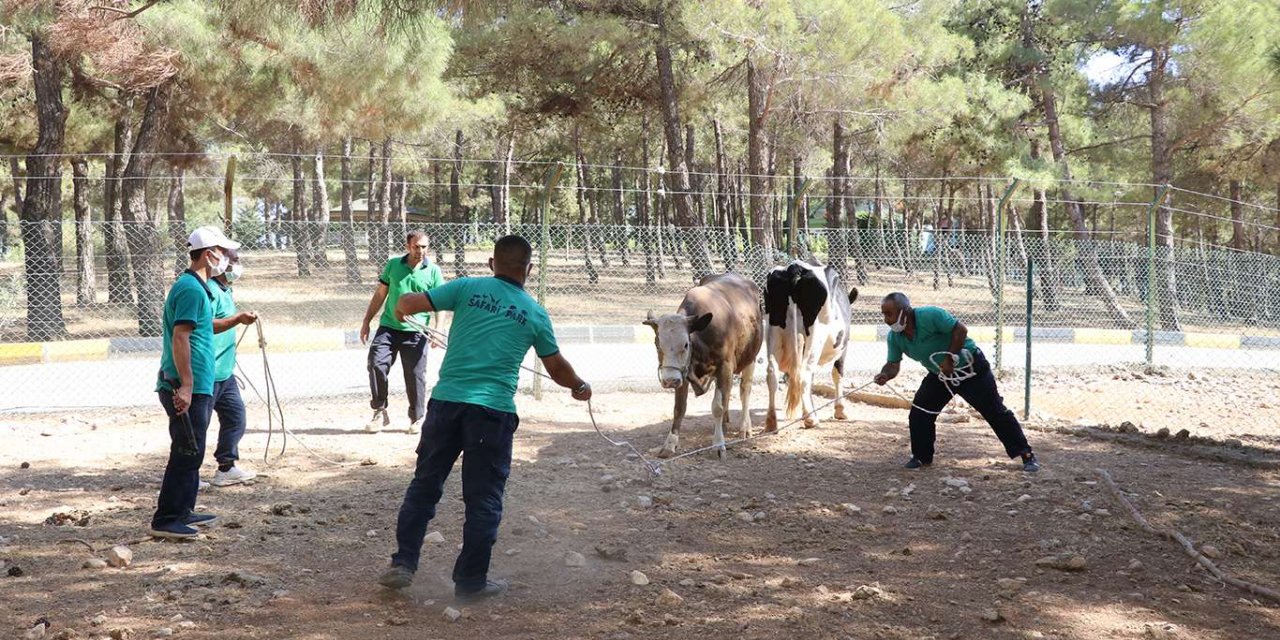 Gaziantep'te “kurban yakalama timi” bayrama hazır