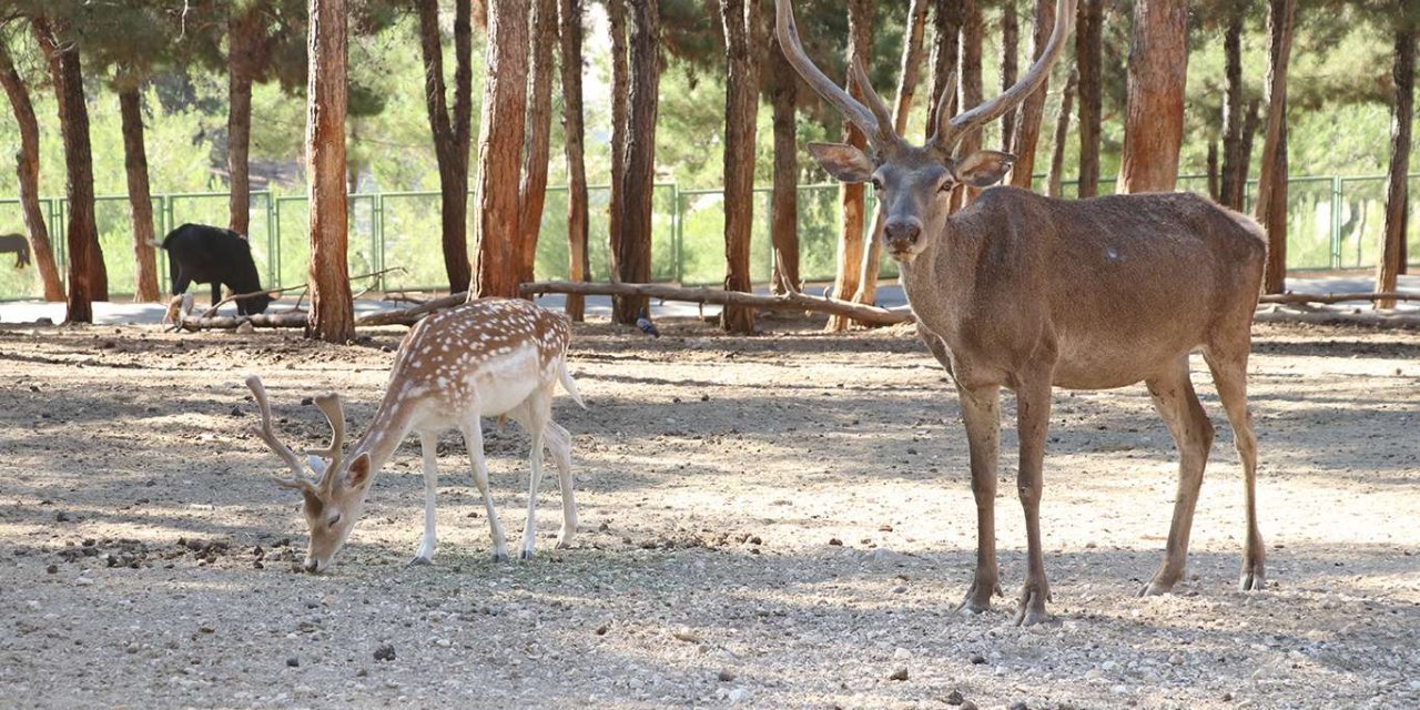 Türkiye'nin ilk ve tek Safari Parkı’na yoğun ilgi