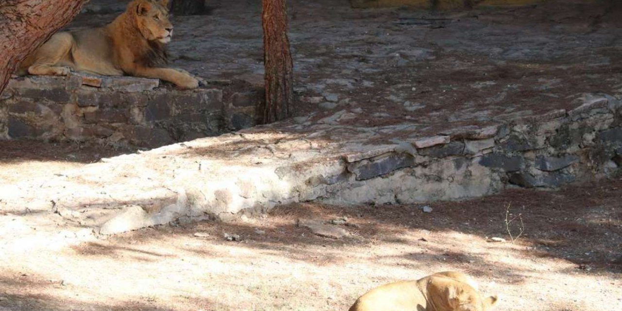 Şêrê ku ji Bexçeya Heywanan a Entabê revîya kesekî giran birîndar kir