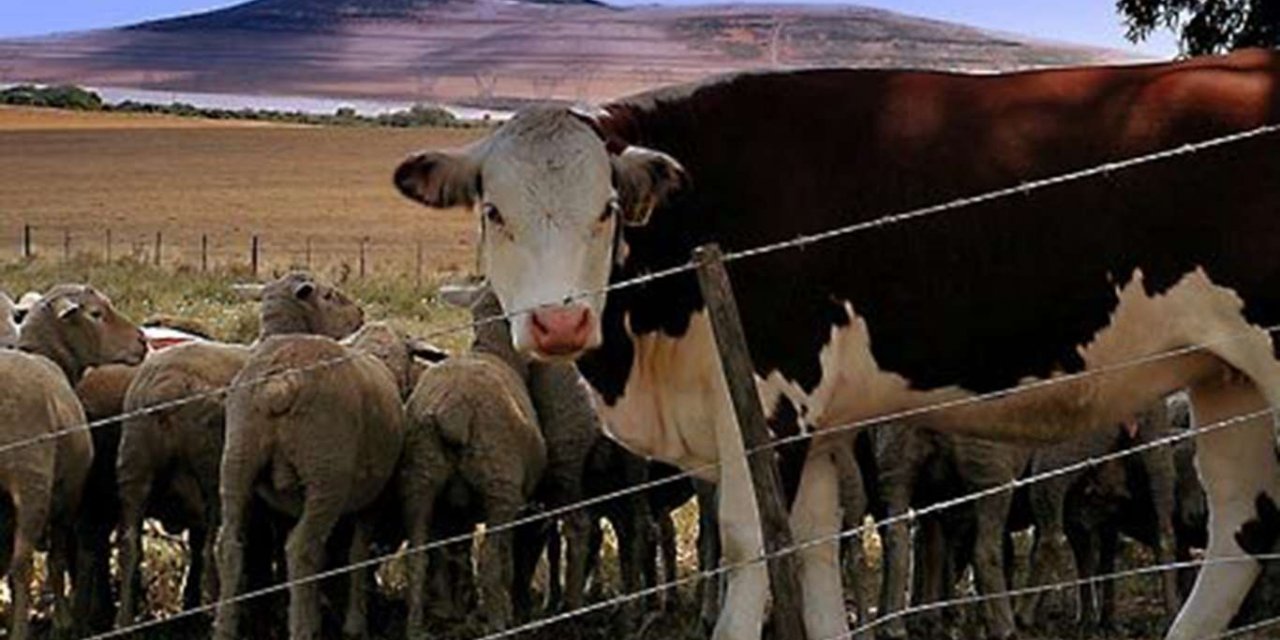 Yetiştiricilere hibe desteğinde başvurular 30 Temmuz'da sonra erecek