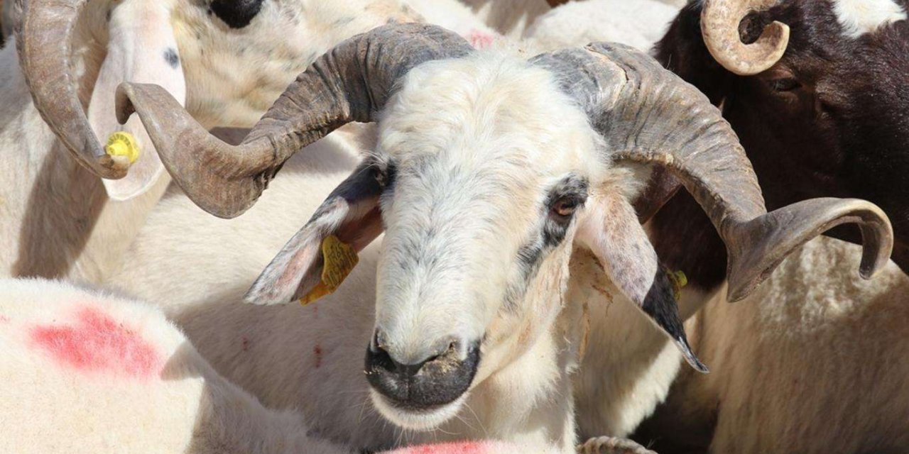 Kurban kesimini çocuklar görmeli mi?