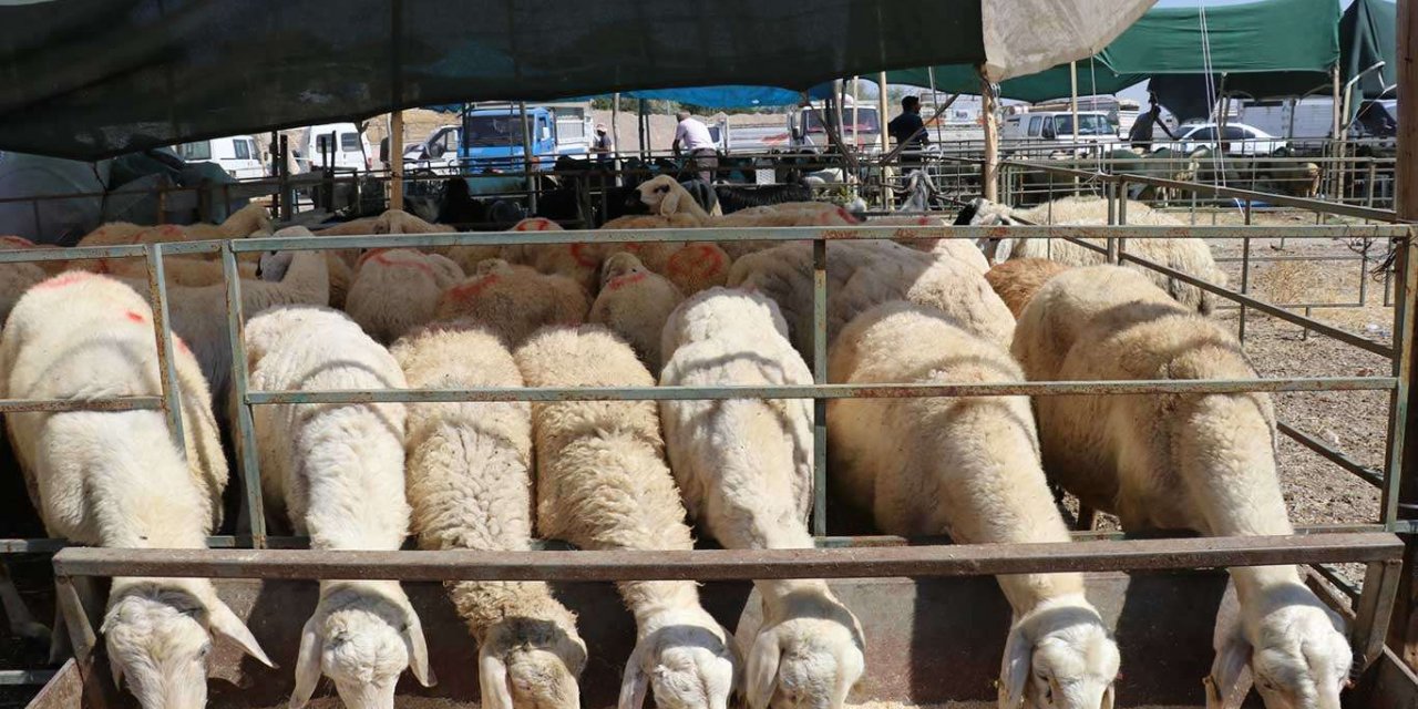 Kurban satıcıları umutlarını bayram günlerine bıraktı