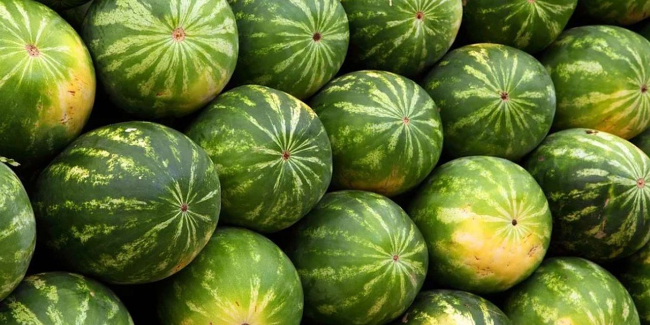 Muş'ta 70 bin ton karpuz elde edilmesi bekleniyor