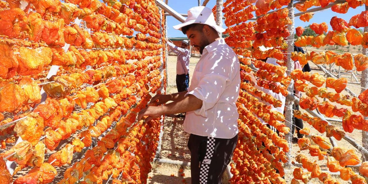 Kurutmalık sebze sezonu Suriyeliler için ekmek kapısı oldu