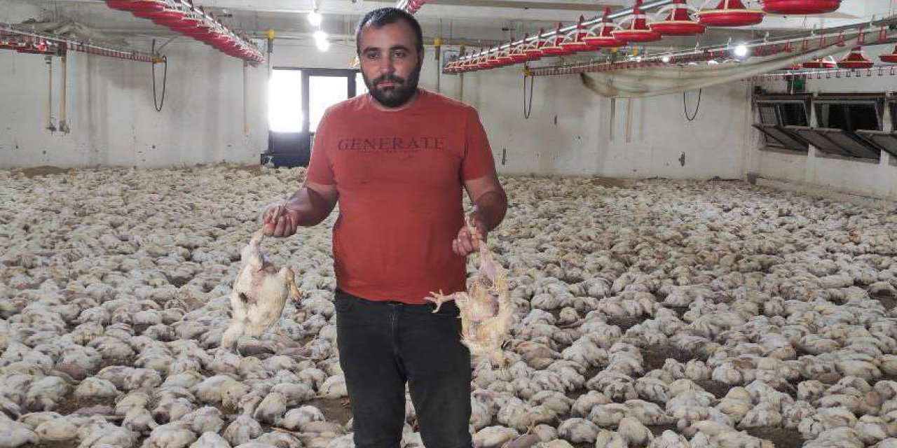 Malatya’nın Yazıhan ilçesinde elektrik voltajının düşmesi 35 bin tavuğun telef olmasına neden oldu