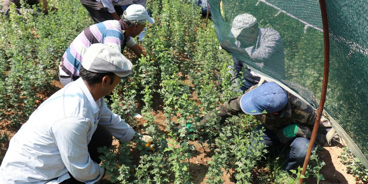 Malatya yılda 4 milyon 500 bin fidan üretiliyor