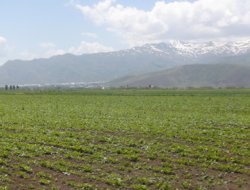 Yağışlar çiftçiyi zor durumda bıraktı