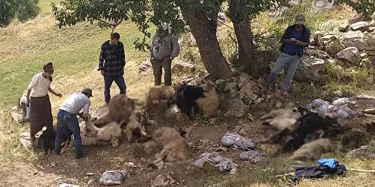 Yıldırımın isabet ettiği 30 koyun telef oldu