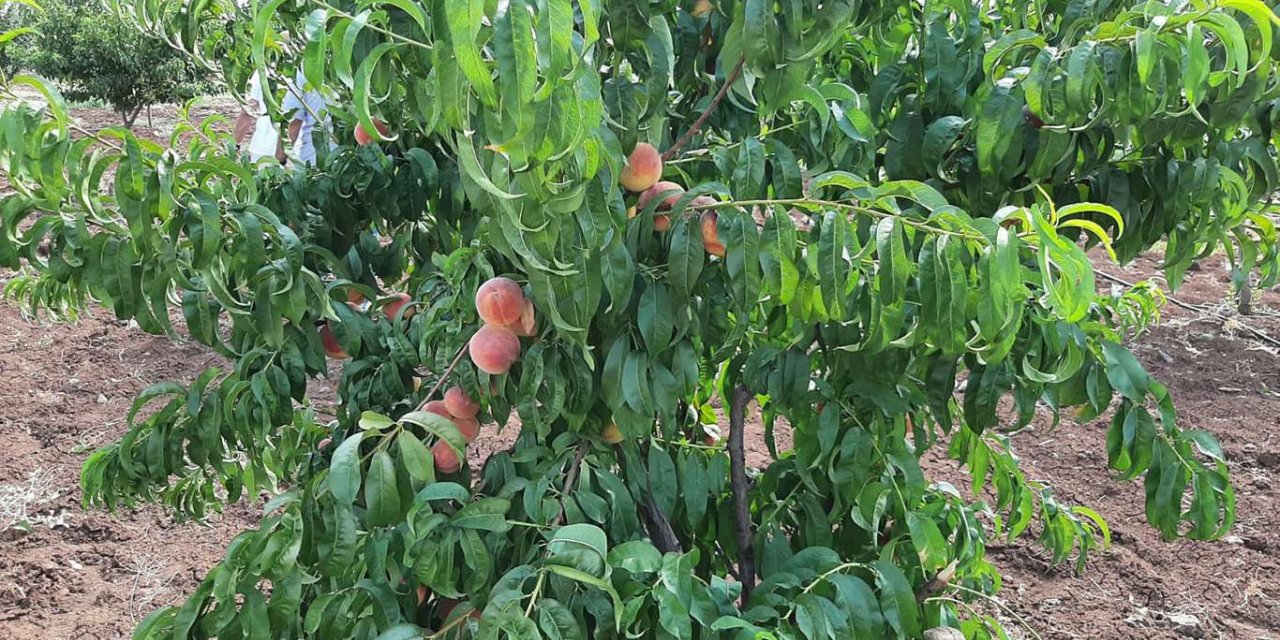 Bağlar'ı özüne kavuşturan doğal görüntüler