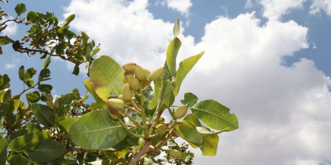 Bıttım ağaçları fıstık ağaçlarına dönüştürülüyor