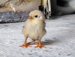 Midyat'ta 4 ayaklı civciv görenleri şaşırtıyor