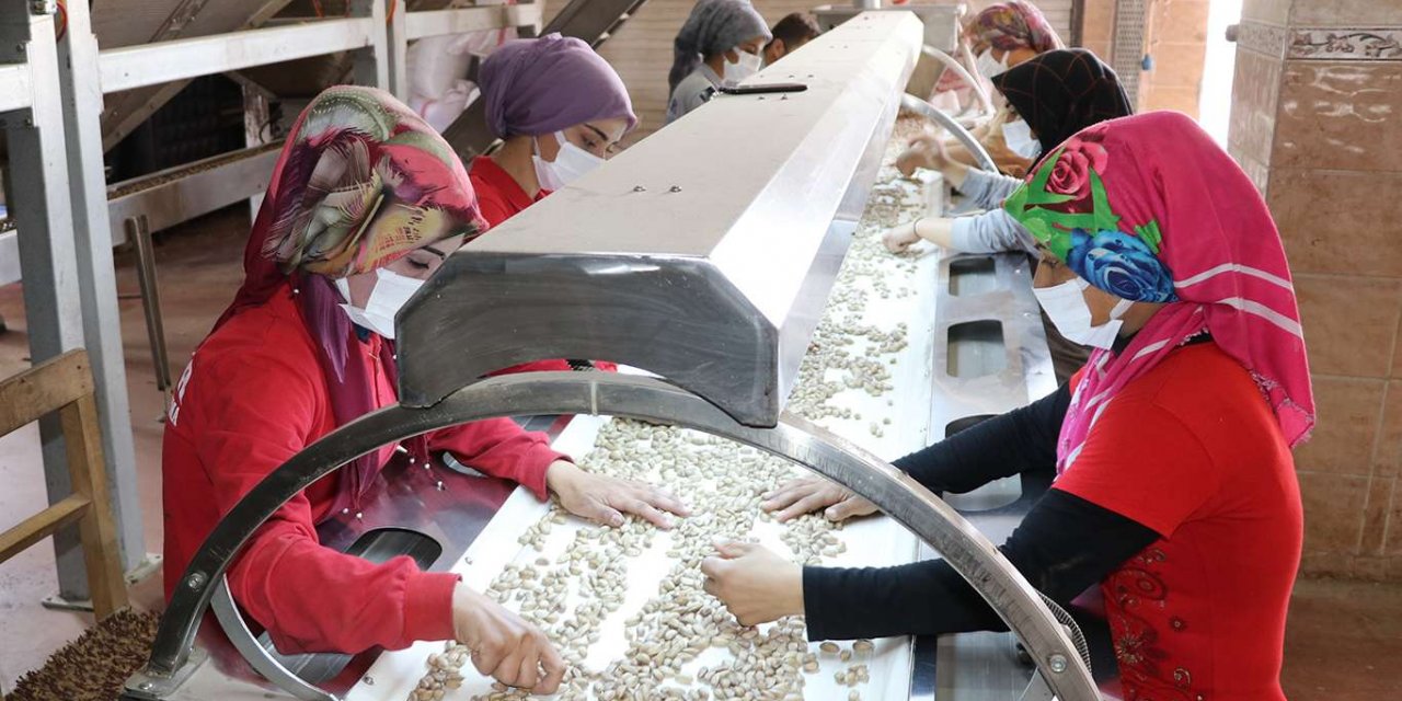 Fıstık işletme tesislerinde yoğun mesai dönemi