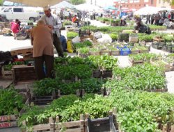 Organik sebze için organik fide