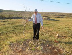 Ormanların tahrip edilmesine tepki
