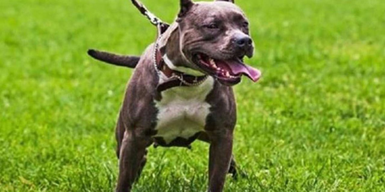 Pitbull cinsi köpekle önce darp sonra gasp ettiler