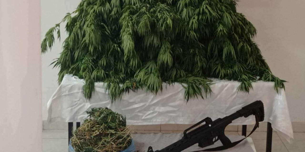 Malatya'da binlerce kök kenevir bitkisi ve kubar esrar ele geçirildi