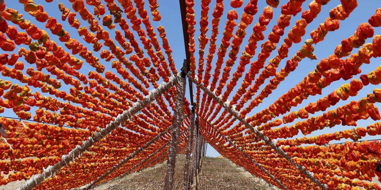 Gaziantep’te hazırlanan kurutmalık sebzeler dünyaya ihraç ediliyor