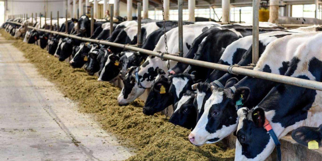 Haziran ayına ait hayvansal üretim istatistikleri açıklandı