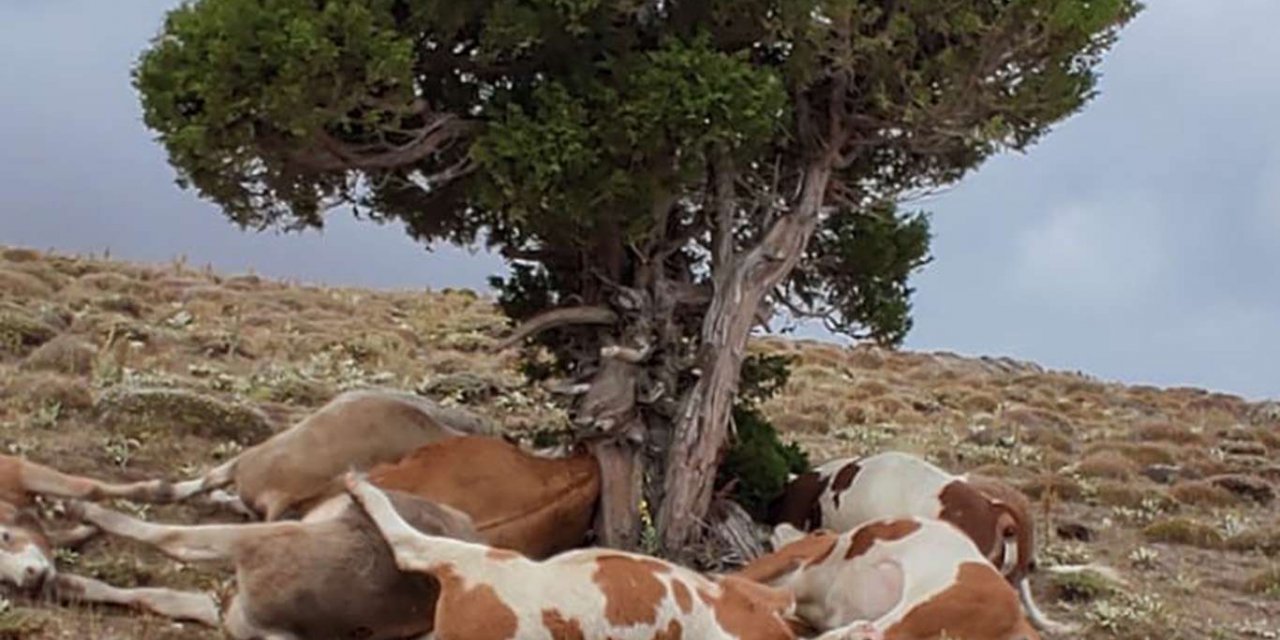 Birûskê li dewaran da: 9 dewar telef bûn