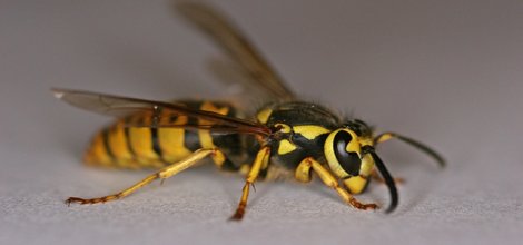 Arılara özel görev