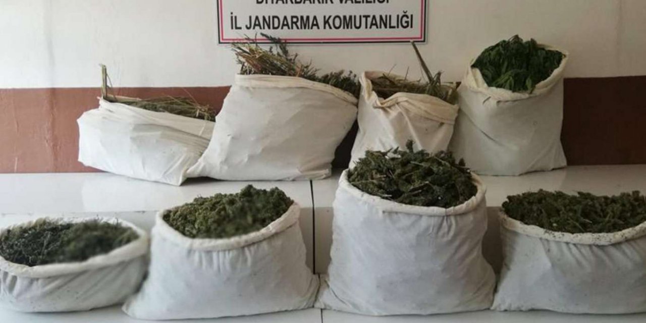 4 ilde bir milyon kök kenevir ve skunk bitkisi ele geçirildi