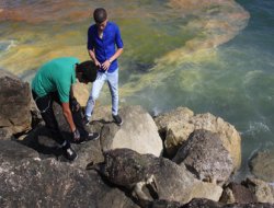 Mersin'de ölü Caretta sahile vurdu