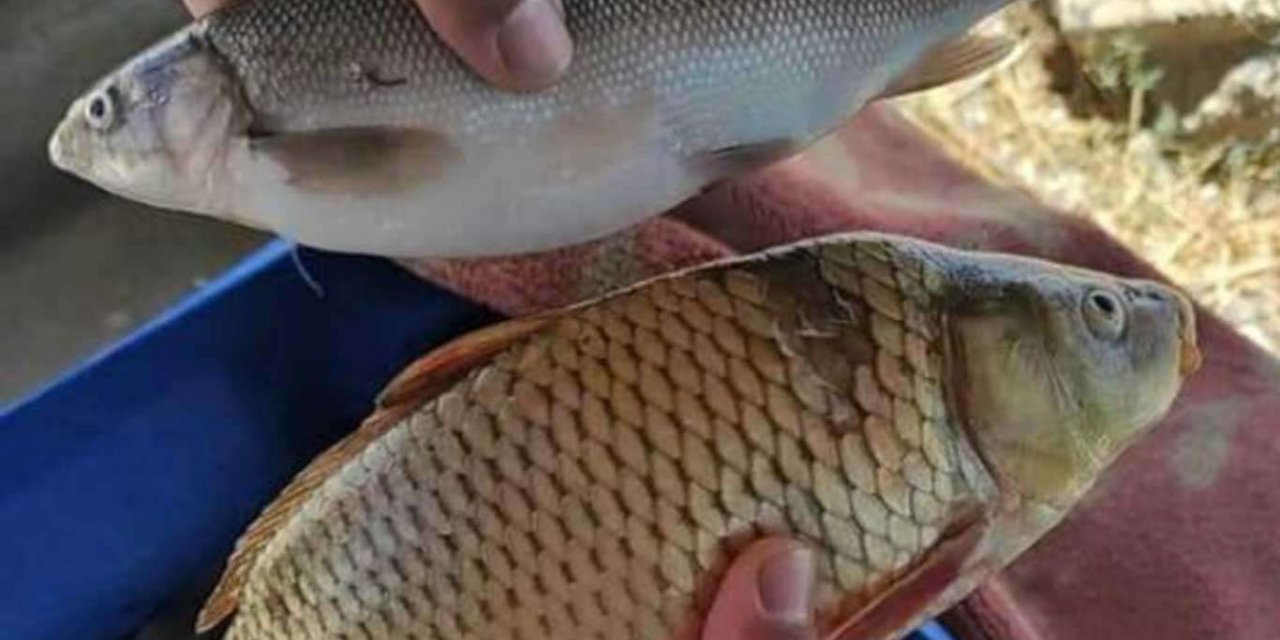 Van'da sazangillerin av yasağı sona erdi