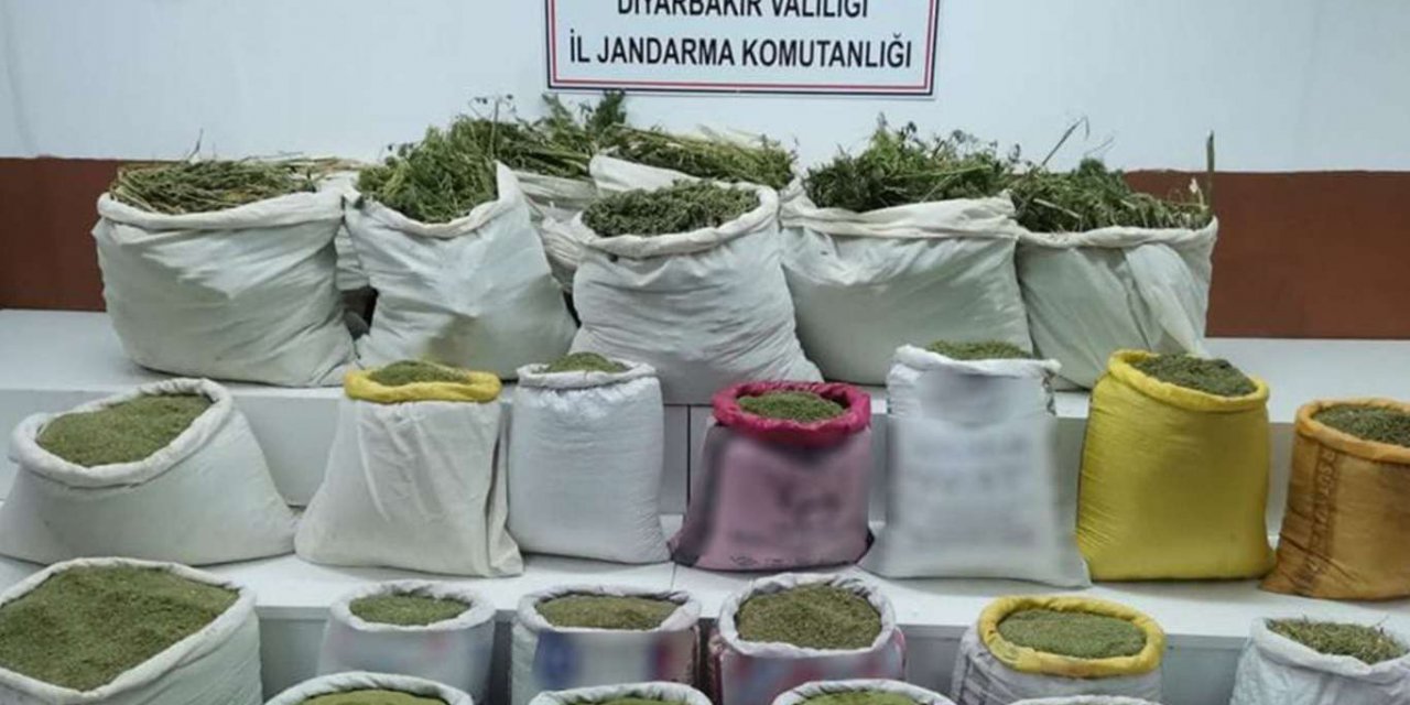 4 ilde 2 milyon skunk ve kök kenevir bitkisi ele geçirildi