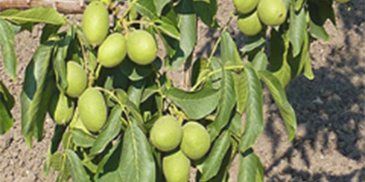 Van'da yetişen cevizler tescillendi