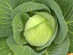 Mide yanmasını söndüren gıdalar!