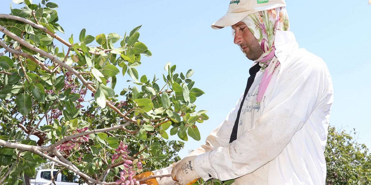 Antep fıstığı hasadı devam ediyor