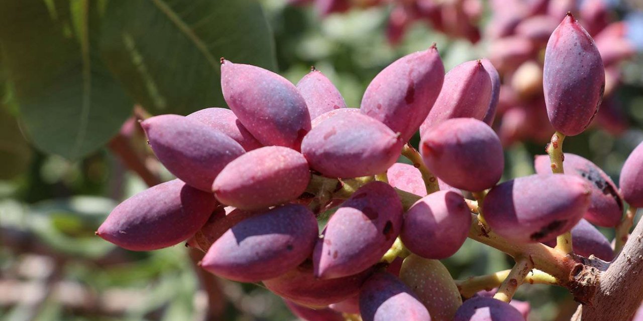 Li Entabê berhevkirina fistiqan berdewam dike