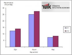 Büyükbaş hayvan sayısı 14 milyon adet oldu