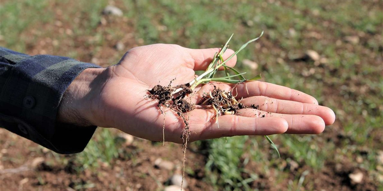 Kuraklıktan zarar gören çiftçiye destek