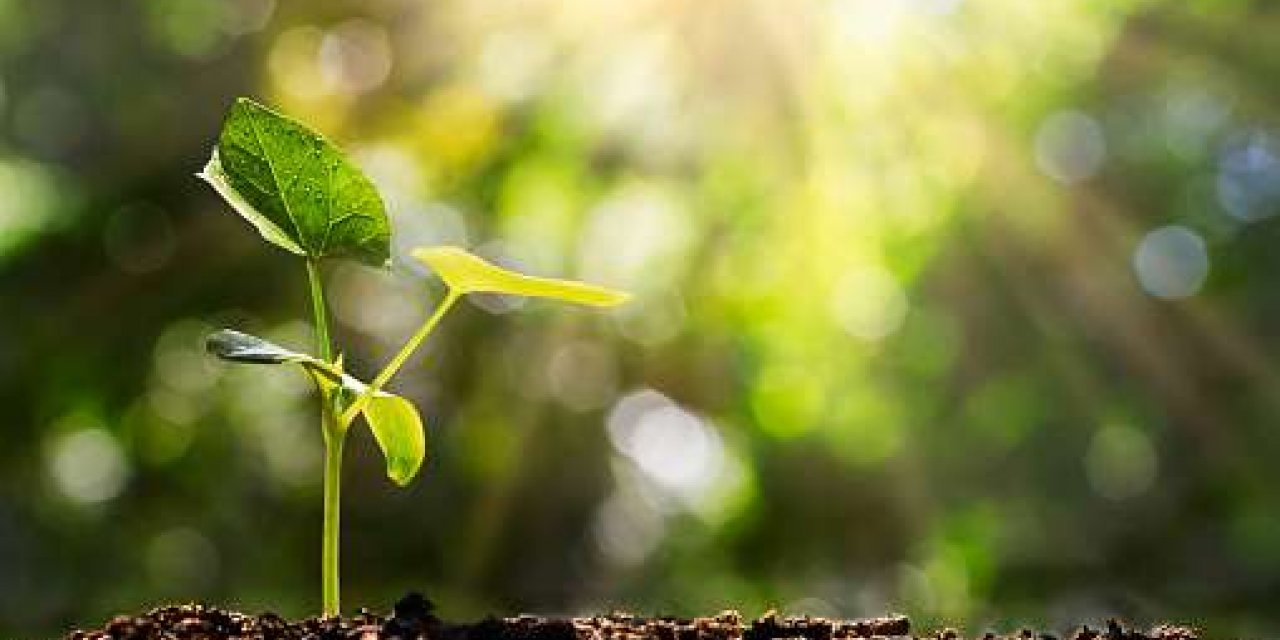 Tarım ve Orman Bakanı Pakdemirli: "Bu yıl sonuna kadar 252 milyon fidan dikilecek"