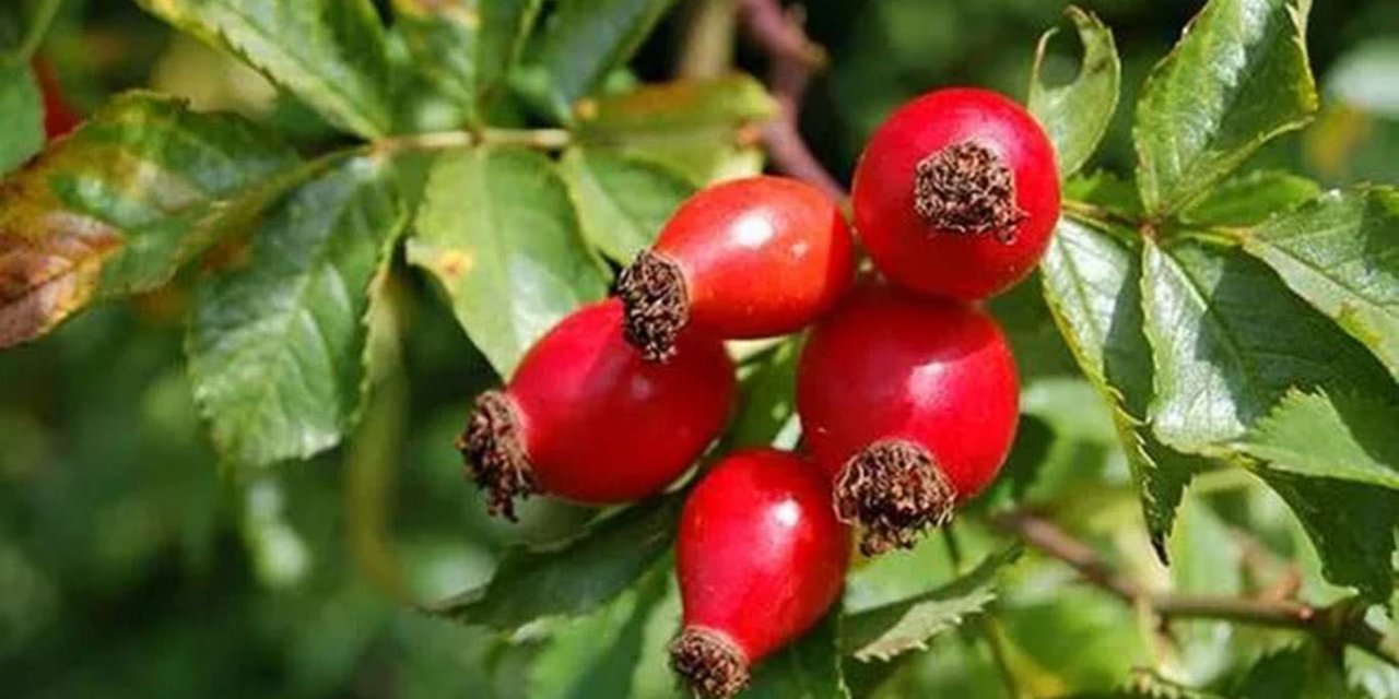 Kuşburnu için fizibilite raporu ve yatırımcı rehberi hazırlandı