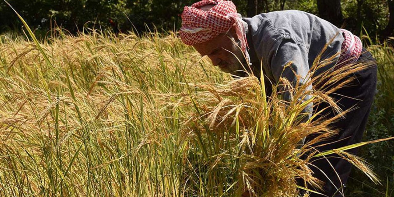 Cumhurbaşkanı Erdoğan'dan çeltik fiyatları açıklaması