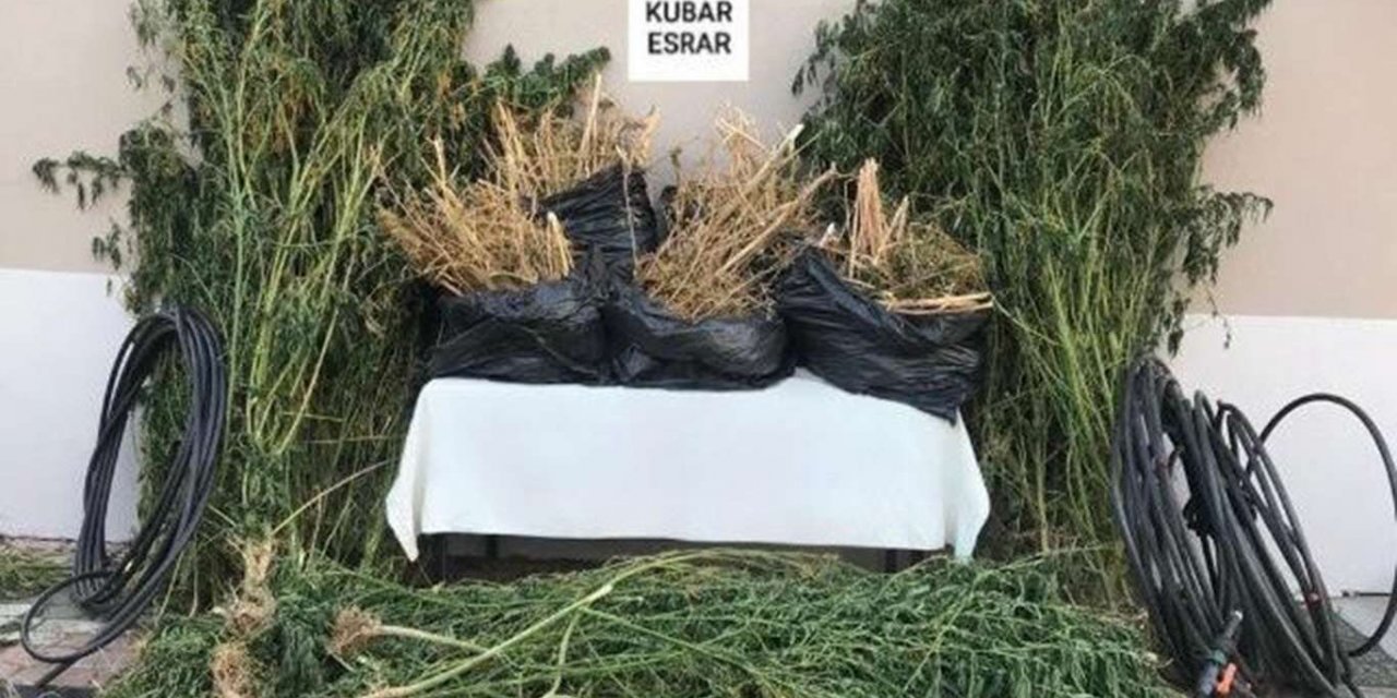 Balıkesir'de hint keneviri ele geçirildi