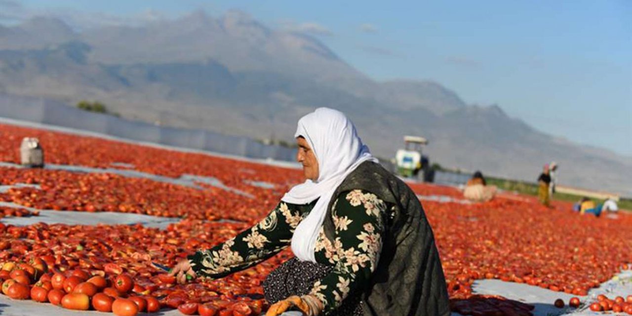 Kayseri’de kurutmalık domates sezonu başladı