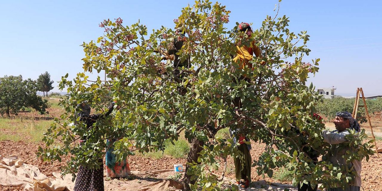 Antep fıstığı üreticisi emeğinin karşılığını alamamaktan yakınıyor