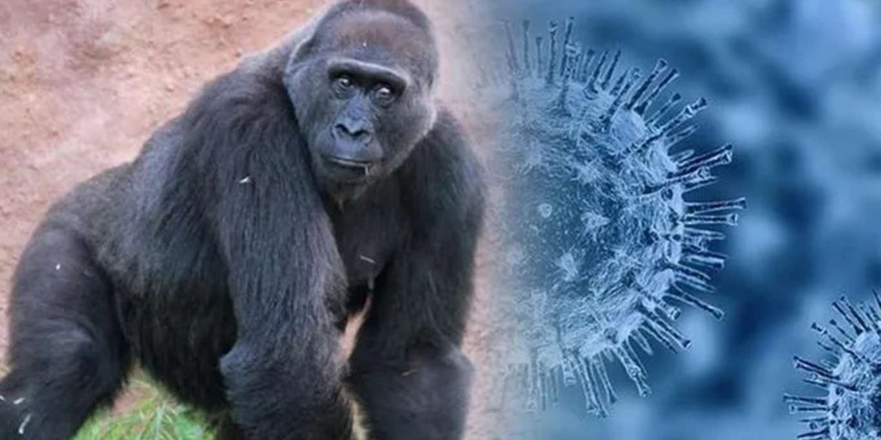 Hayvanat bahçesindeki 13 gorilde Covid-19 tespit edildi