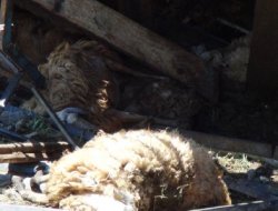 Kamyon devrildi 50 hayvan telef oldu