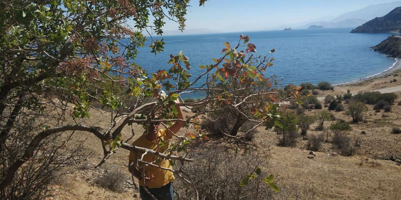 Van'da Antep Fıstığı geliştirme çalışmaları başladı